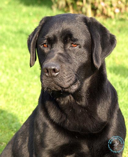 Labrador Retriever 9Y245D-018.JPG